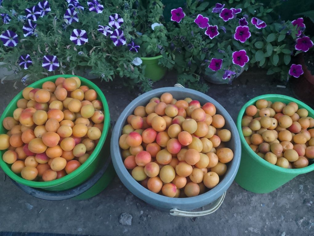 Продам дачный абрикос