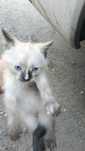 Котёнок 3х месячная