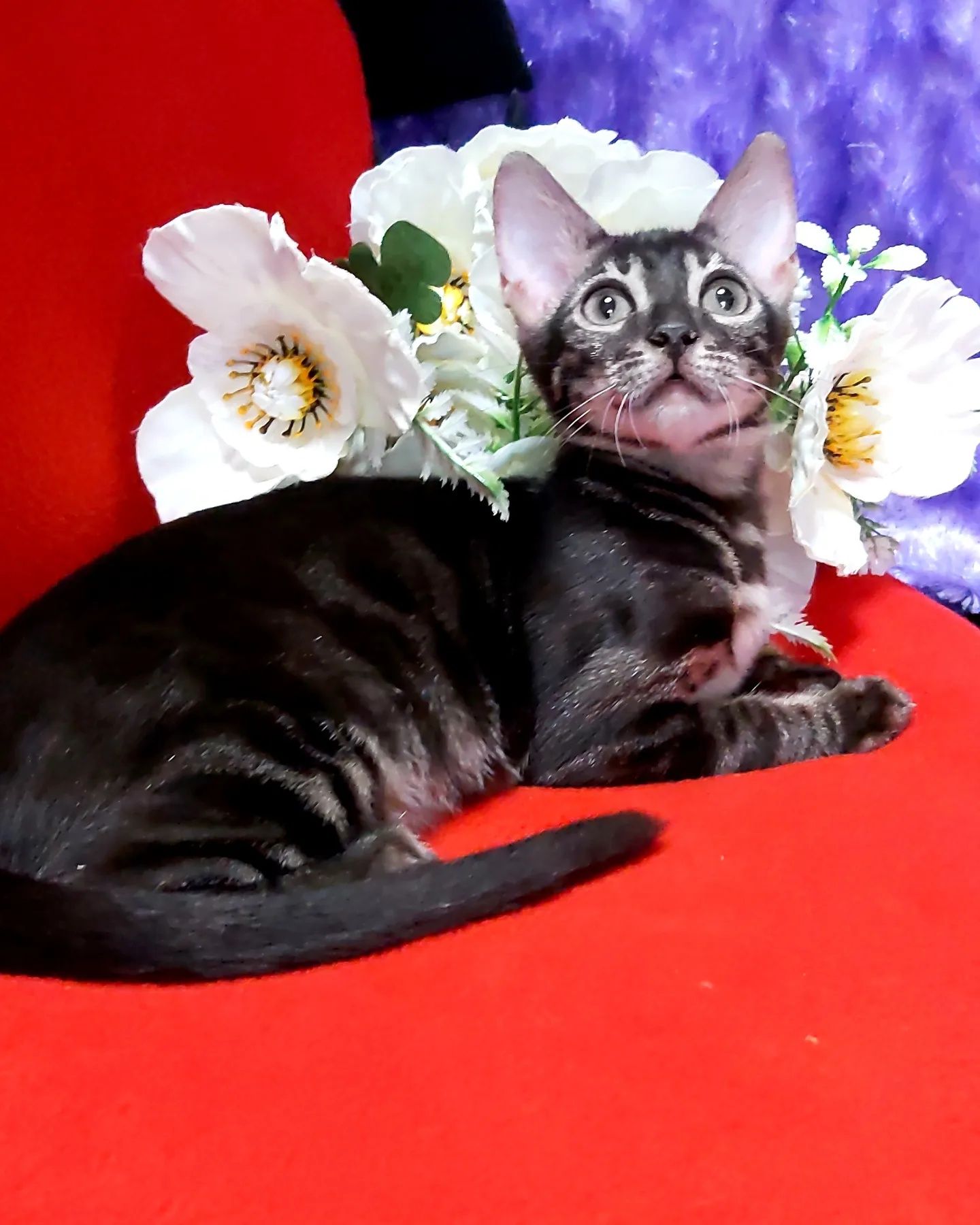 Lux Bengal cats. ЧЕРНЫЕ бенгалы