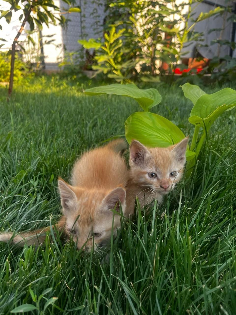 Котята крысоловы