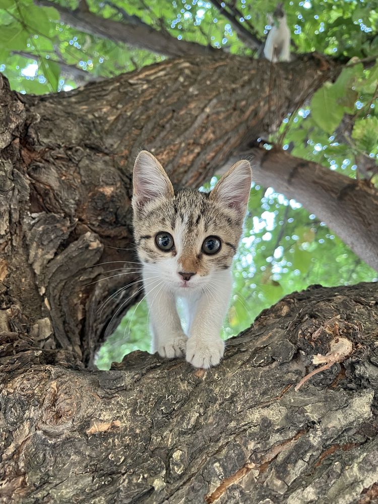 Отдам котят в добрые руки