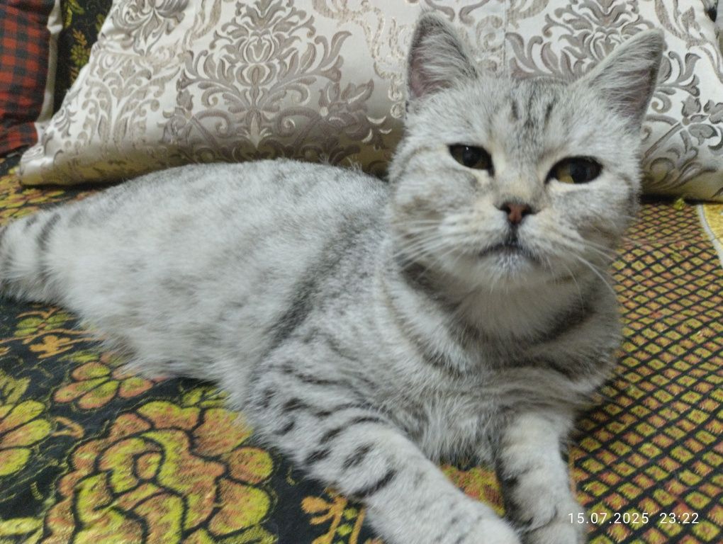 породистая кошка,Сонька
