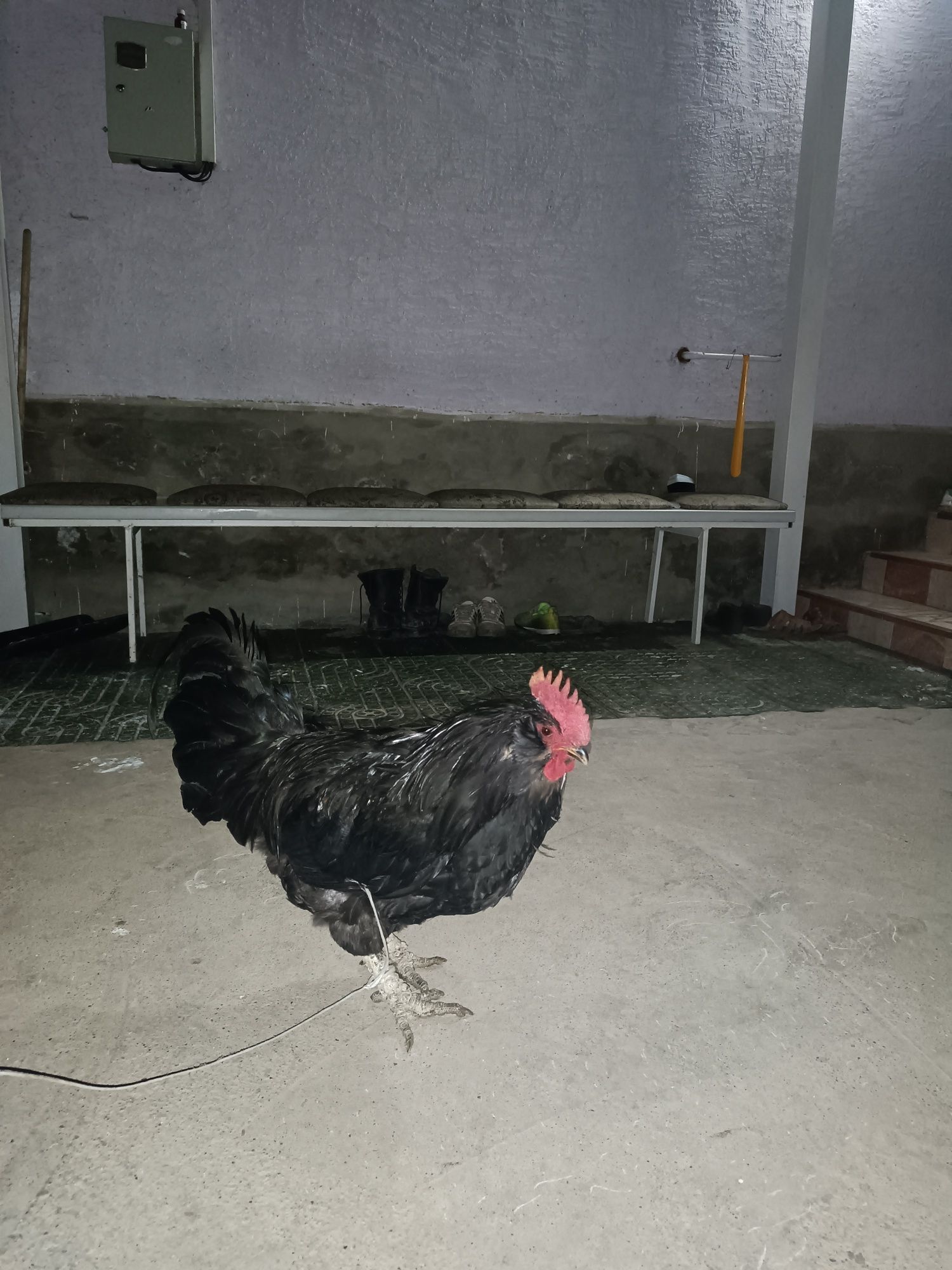 Петух Джерсийский гигант большой