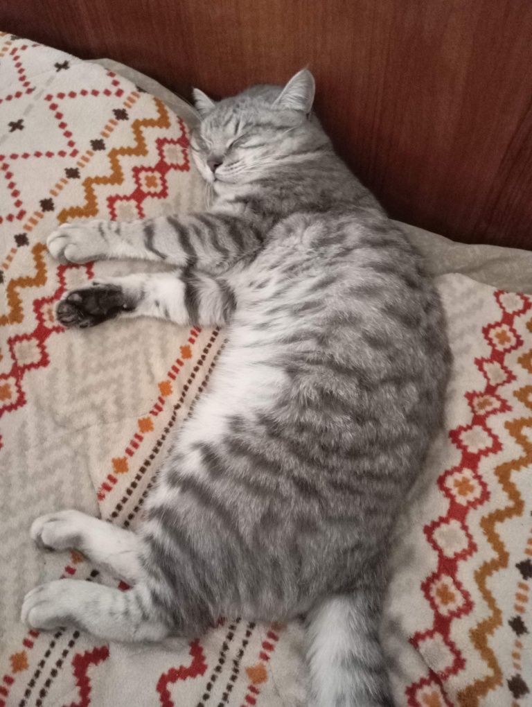 Продается кошка мальчик