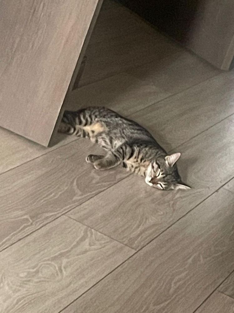 Котик ищет новых хозяев