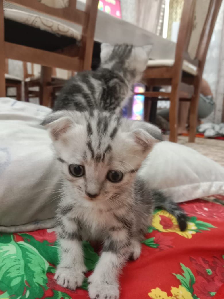 Котята веслоухие полтора месяца