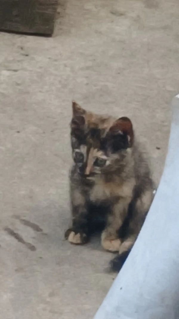Котик рыжий ( и вся остальная семейка Адамс)