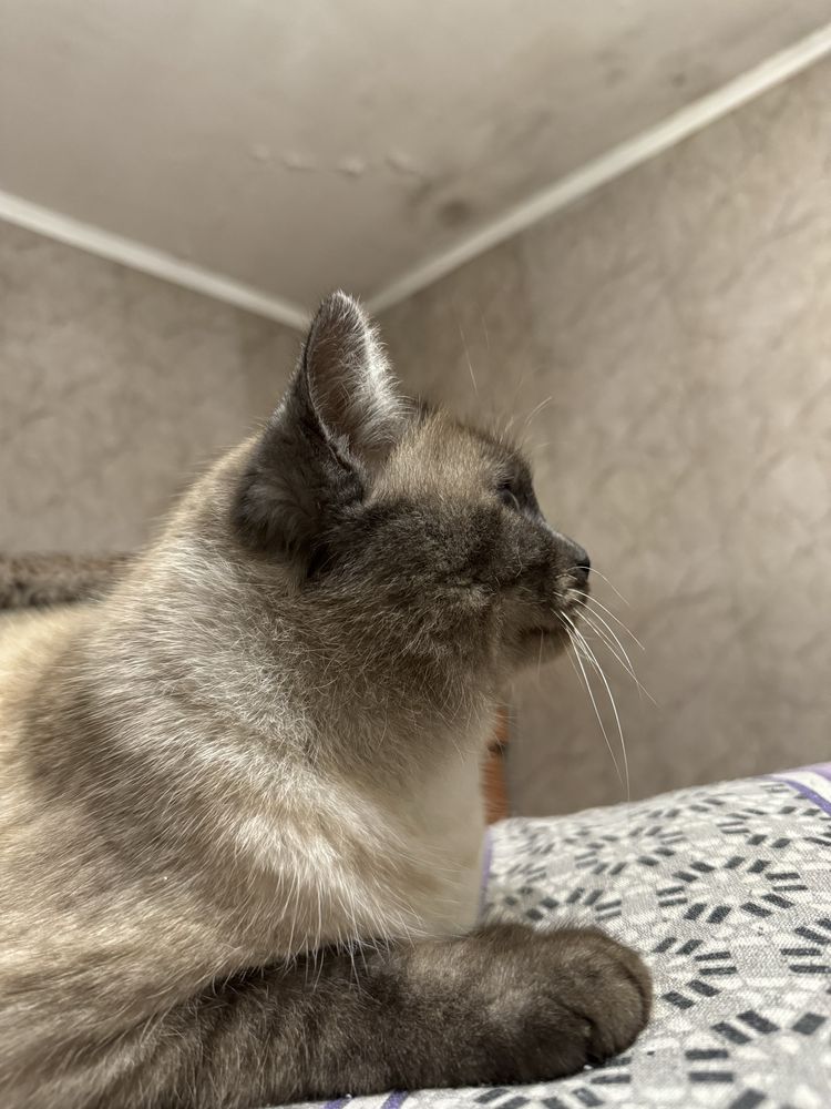 Кошка тайская цена договорная