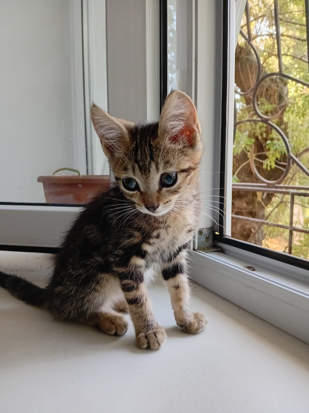 Котёнок в добрые руки