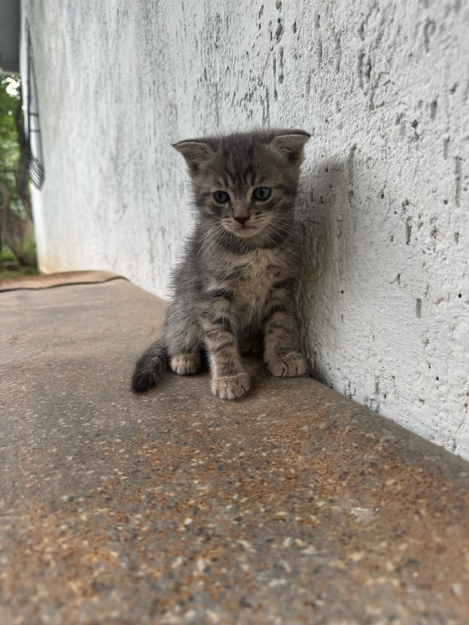 Отдам котят в надёжные  руки.