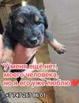 Щенята везунчики, возьмите счастье домой.