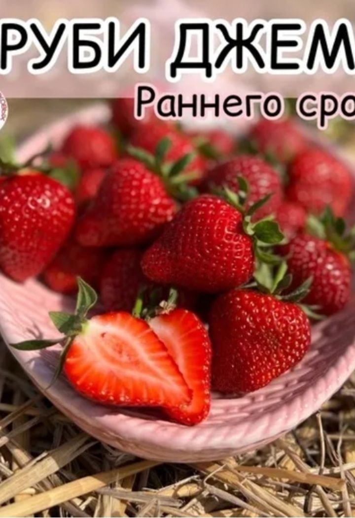 Рассада клубники