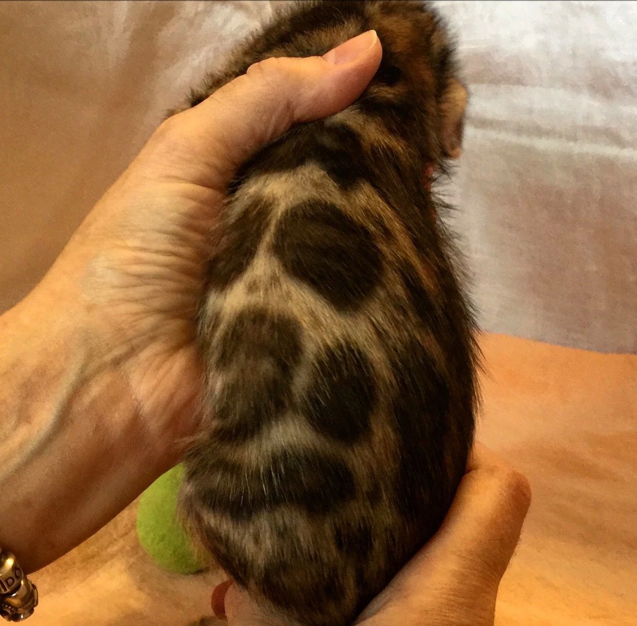 Чистокровные бенгальские Котя