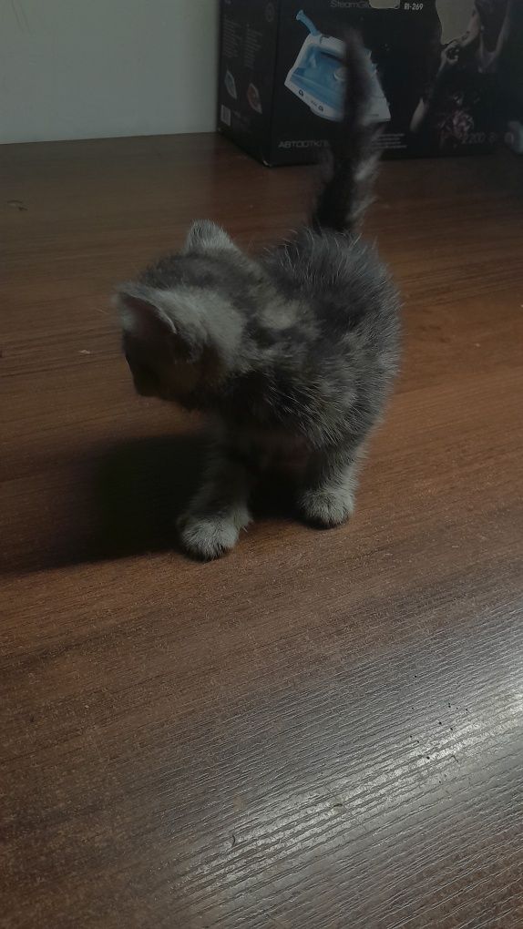 Отдам котят в добрые руки