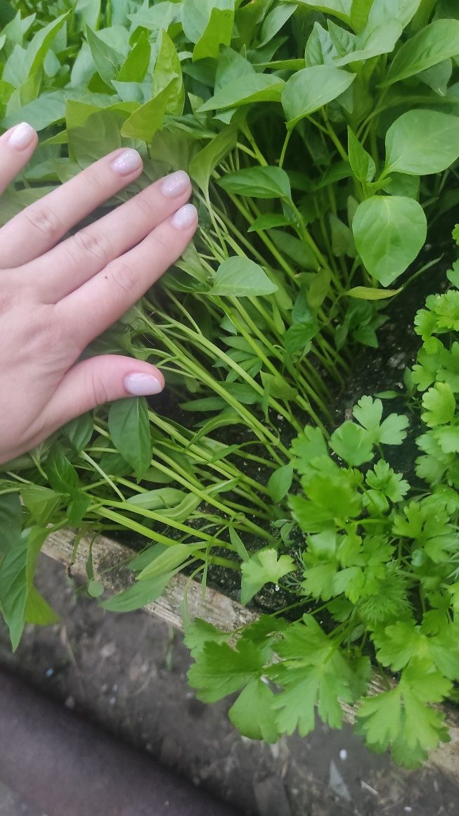 Продам рассаду пикированная и грунт