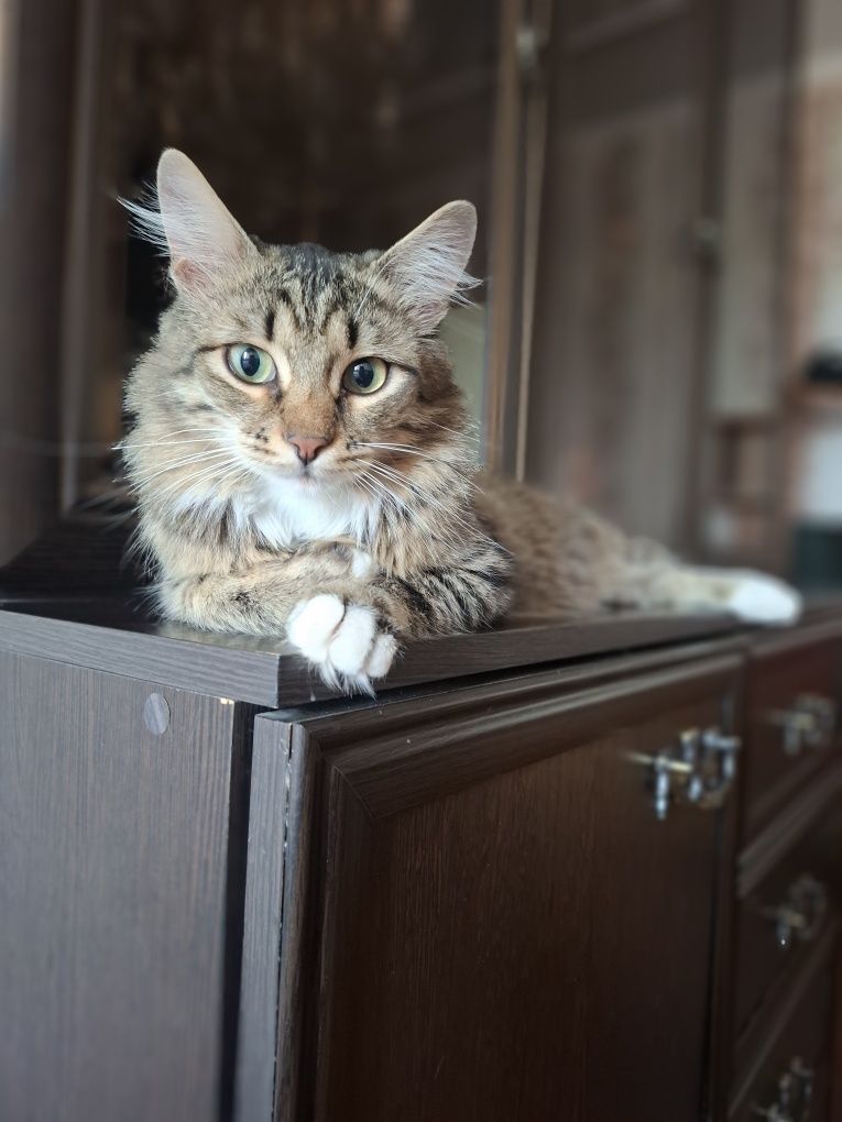 Шикарный молодой котик