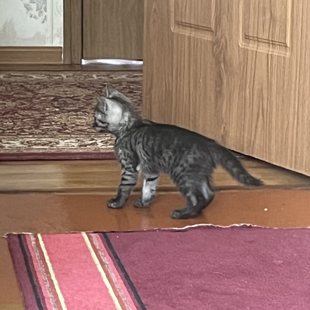 Коята даром в хорошие руки