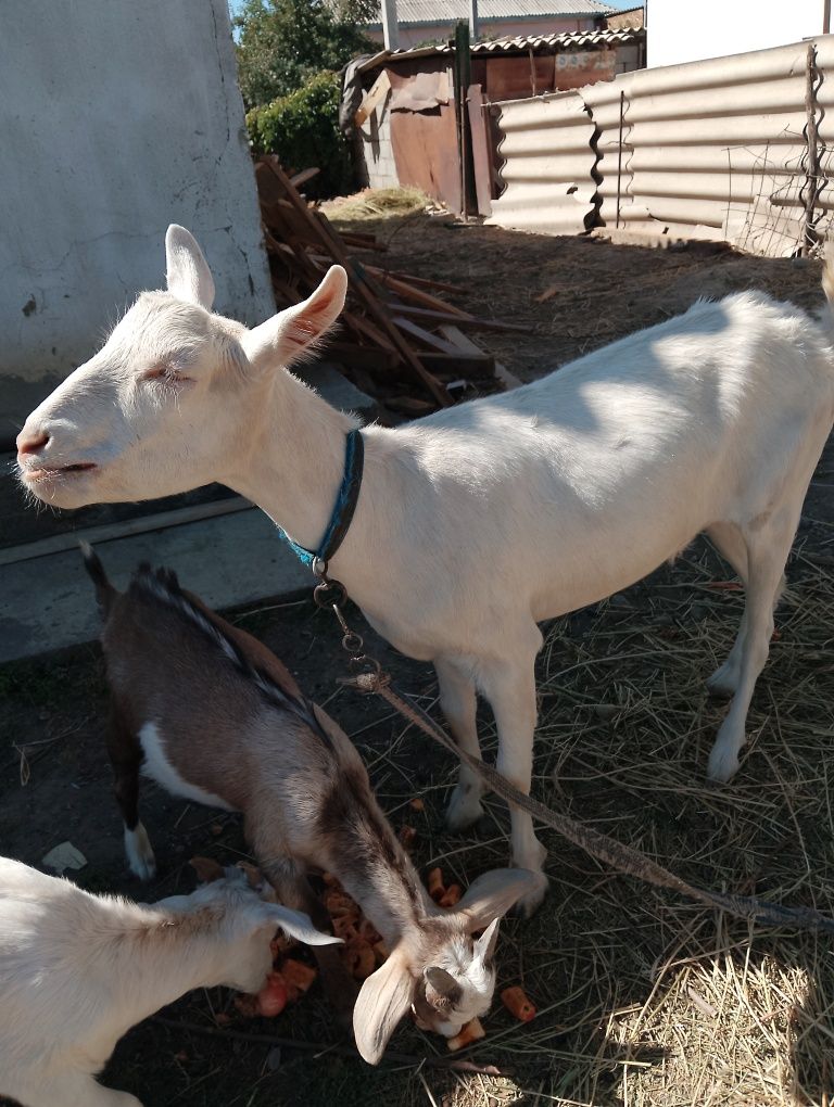 Продам коз и козлят