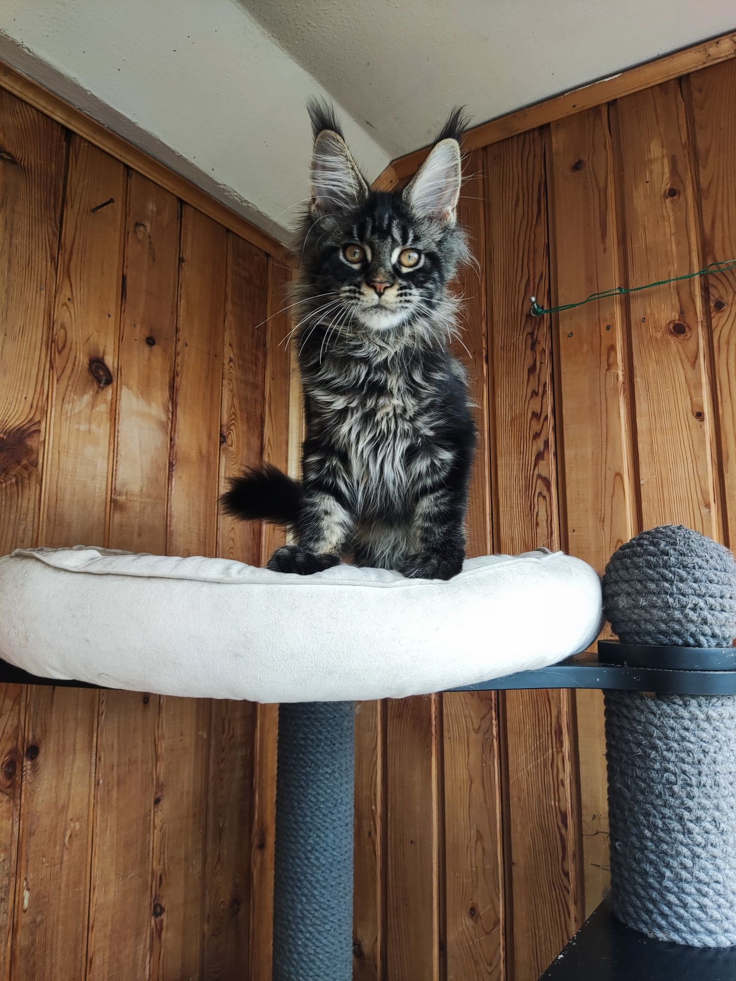 Котенок Мейн кун