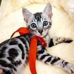 Серебряный Бенгальский Котик