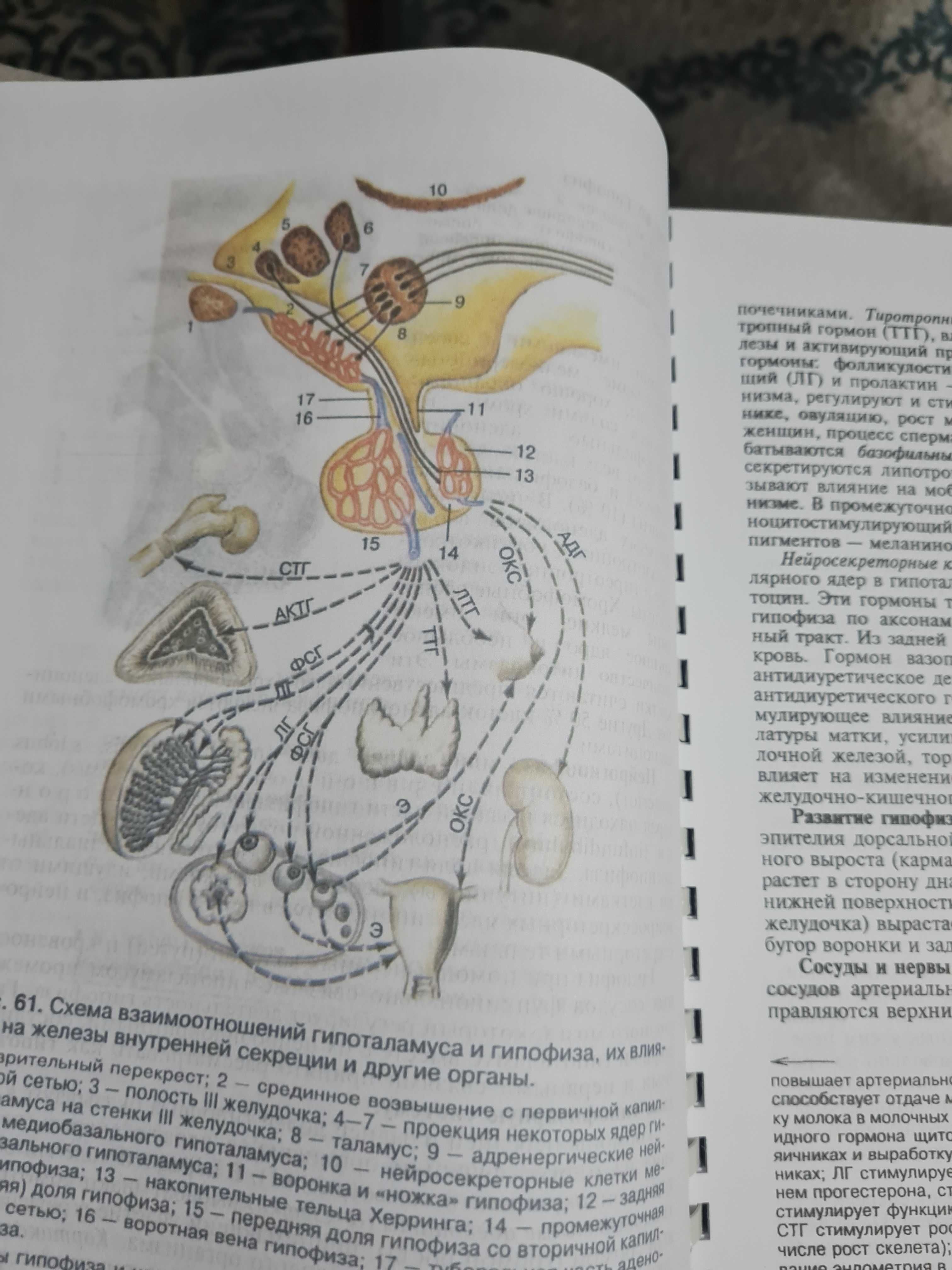 Анатомия человека Сапин