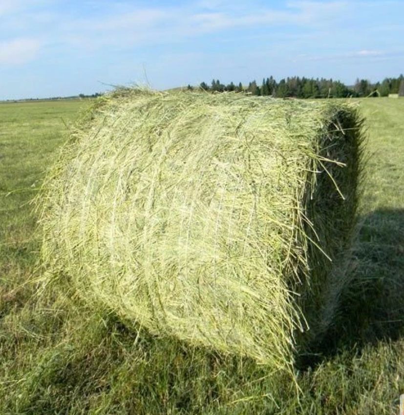 Сено продаем , рулоном , свежее