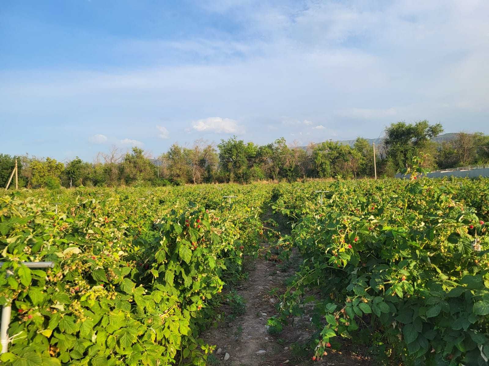 Продам участок 3.9 га, фазенда с посадками и постройками.