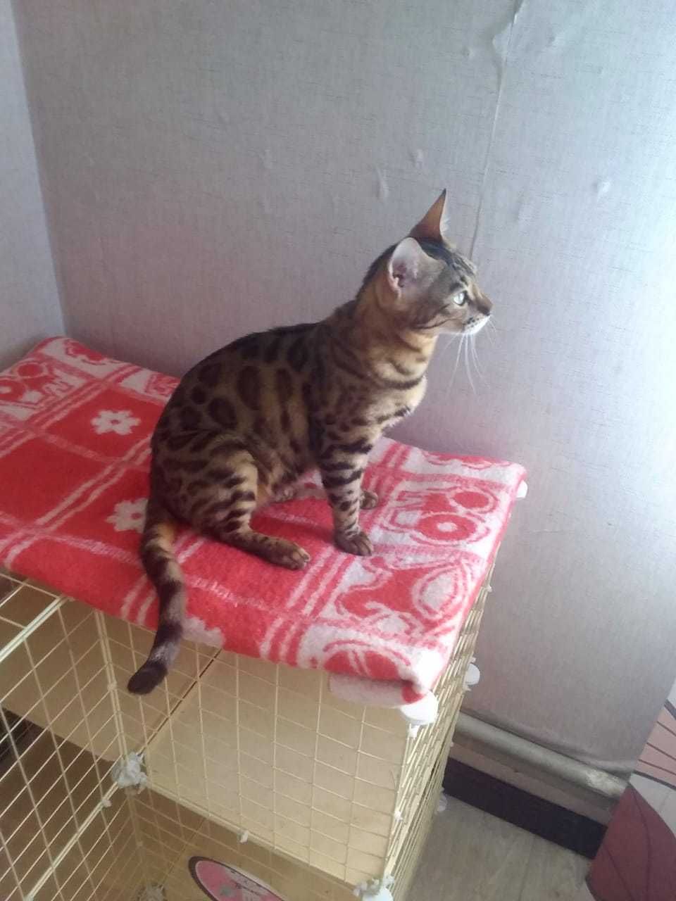 Бенгальская кошка