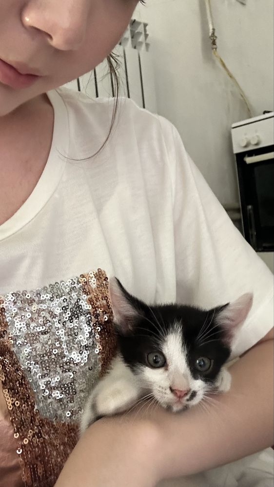 Котята,марғаулар