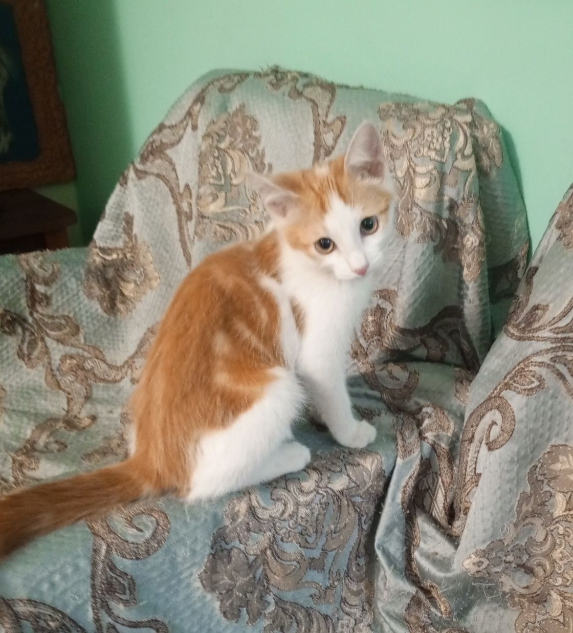Пристраивается котик