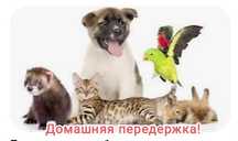 Передержка домашних животных!