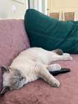 Отдам в добрые пуки кота