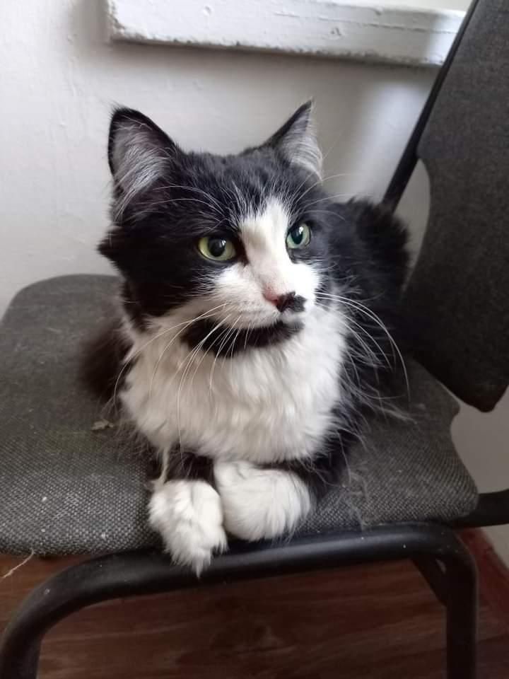 Котик бесплатно!
