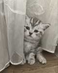 Котенок  скоттиш страйт