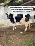 Продам дойнюу телочку 3год