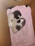 Котята ищут добрую семью