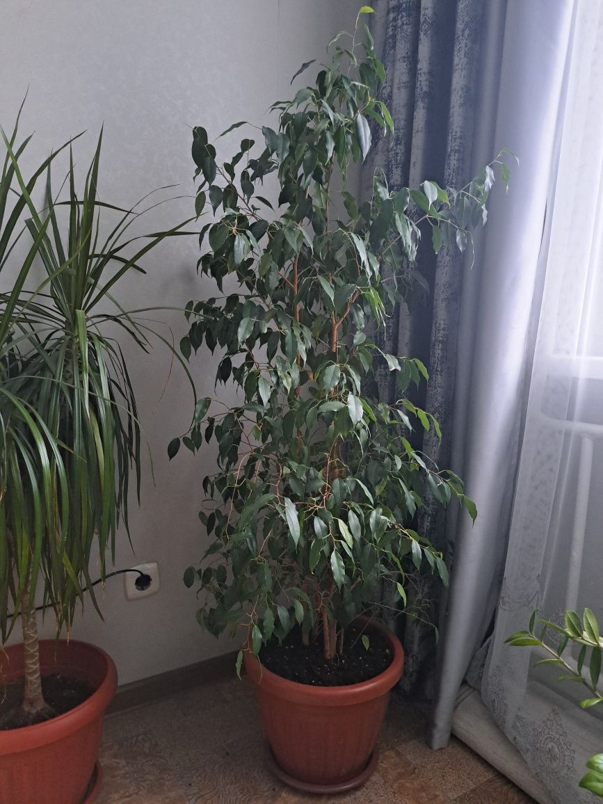 Продам фикус 145см