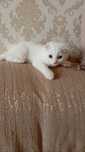 Продам пародистого котёнка
