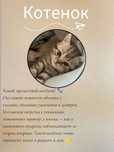 Продаётся чудо котёнок