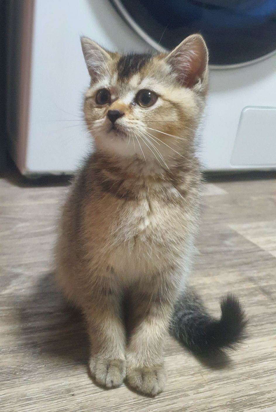 Котенок, золотистая шиншилла