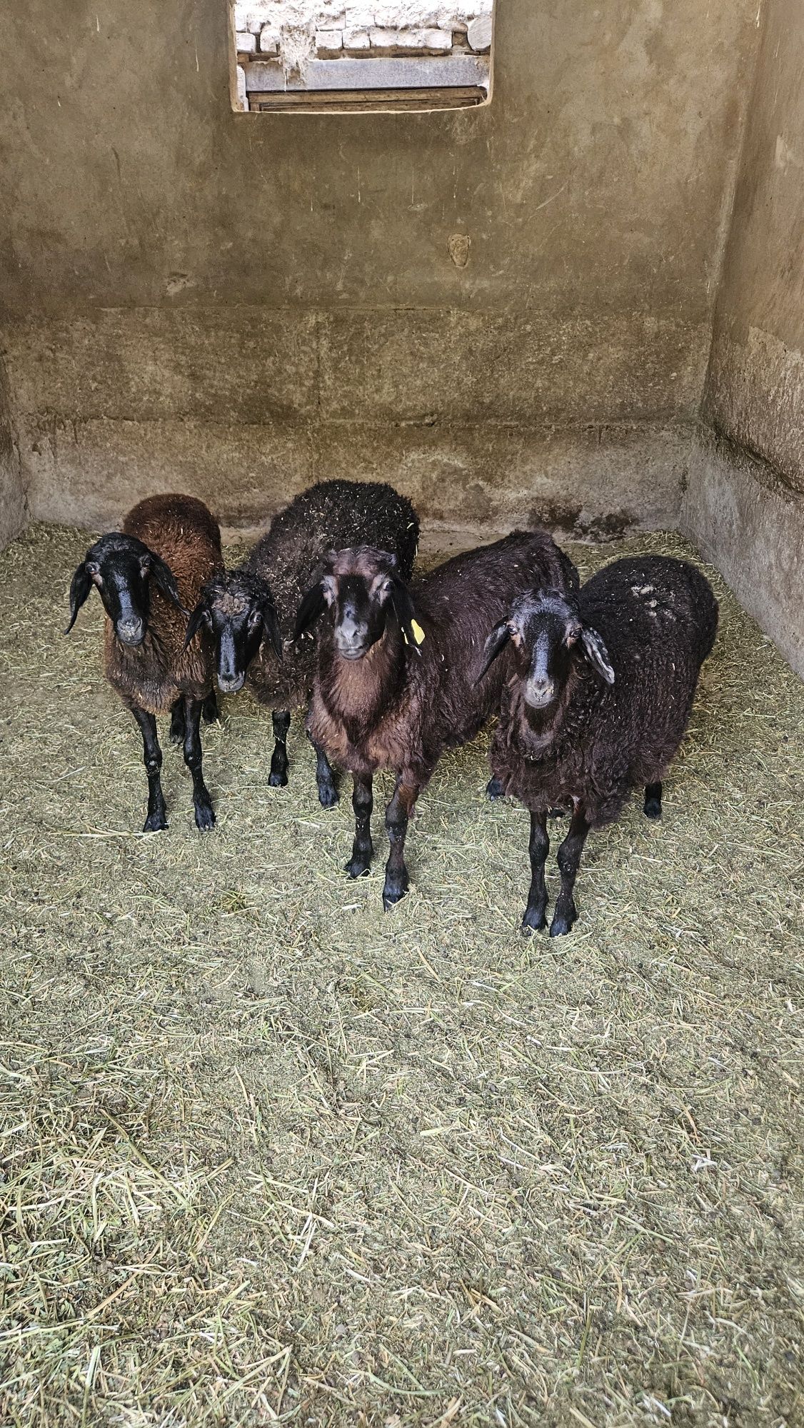 Продам баранов 4штуки