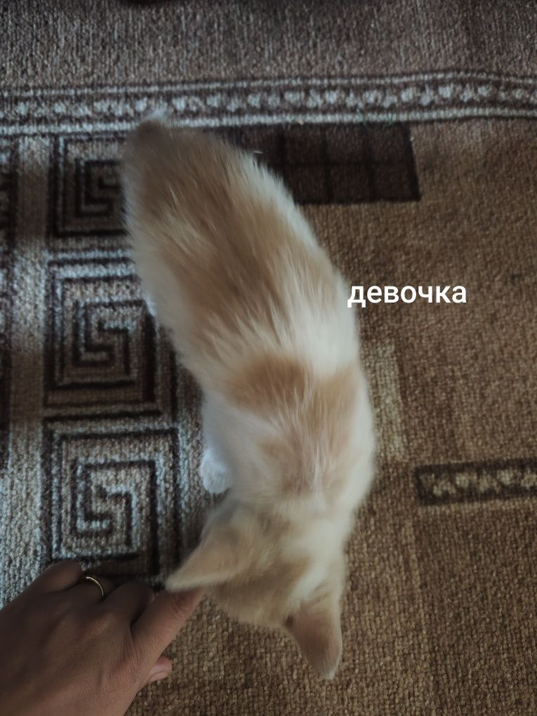 котятки ищут свой дом