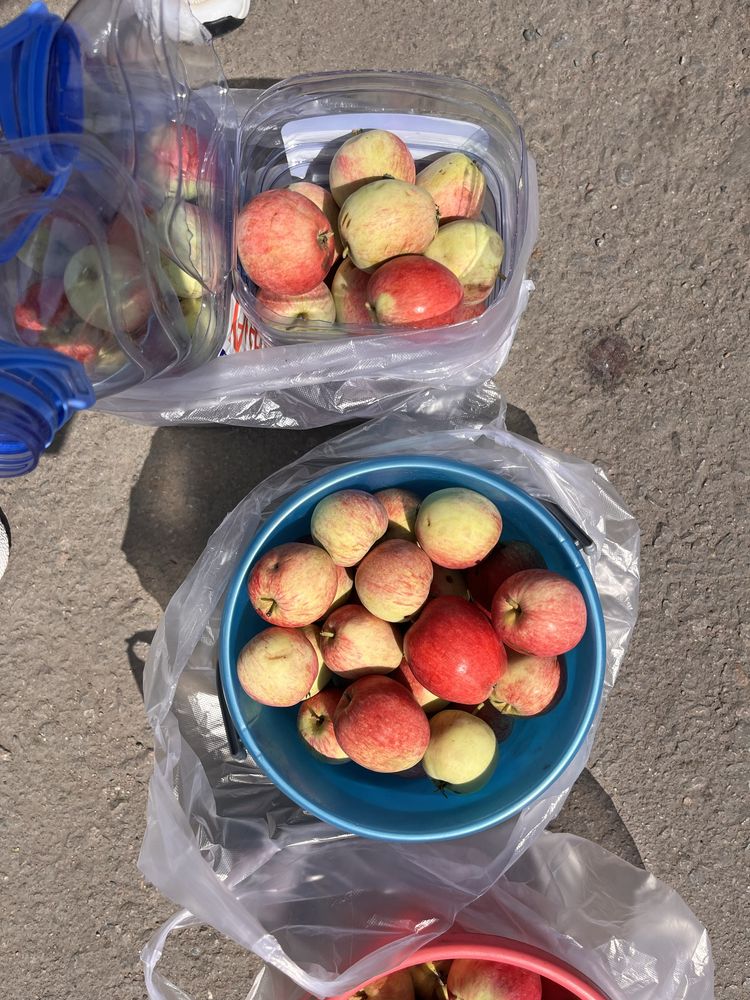 Продам яблоки. Вкусные, спелые, сладкие!