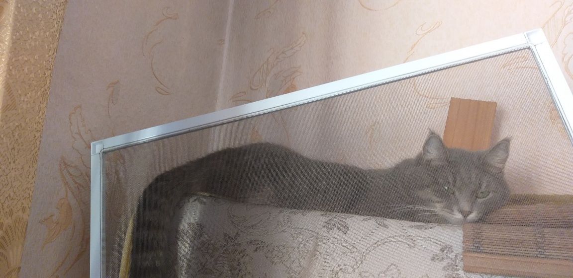 Отдам котёнка в хорошие, добрые руки