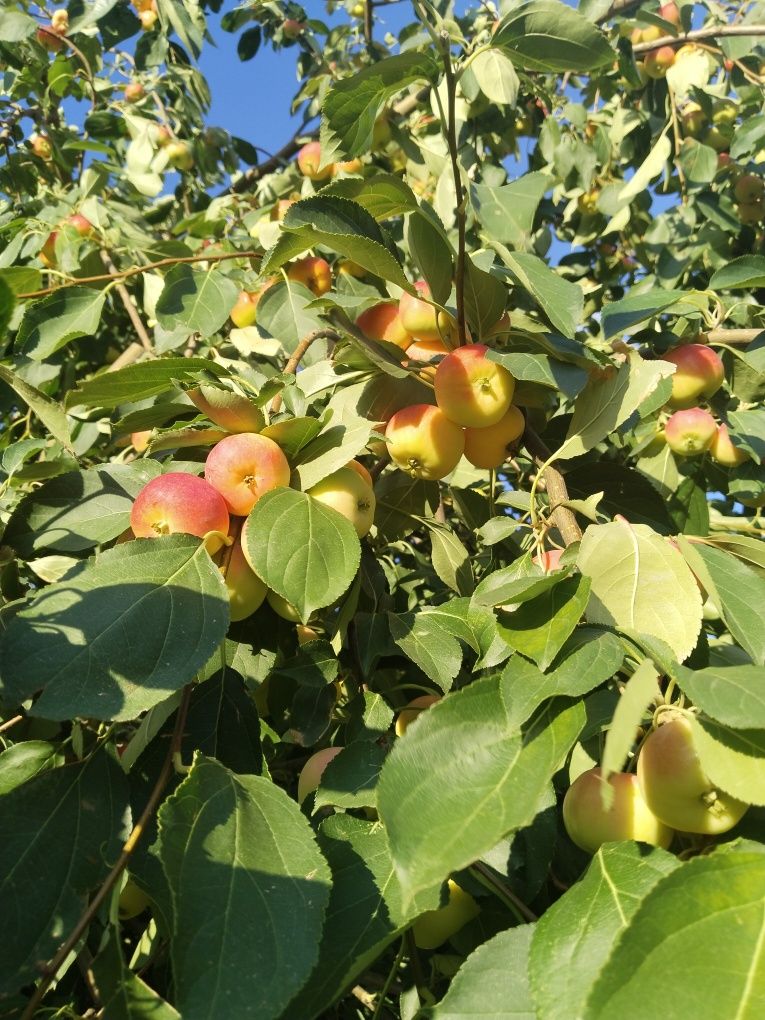 Продам помидоры огурцы