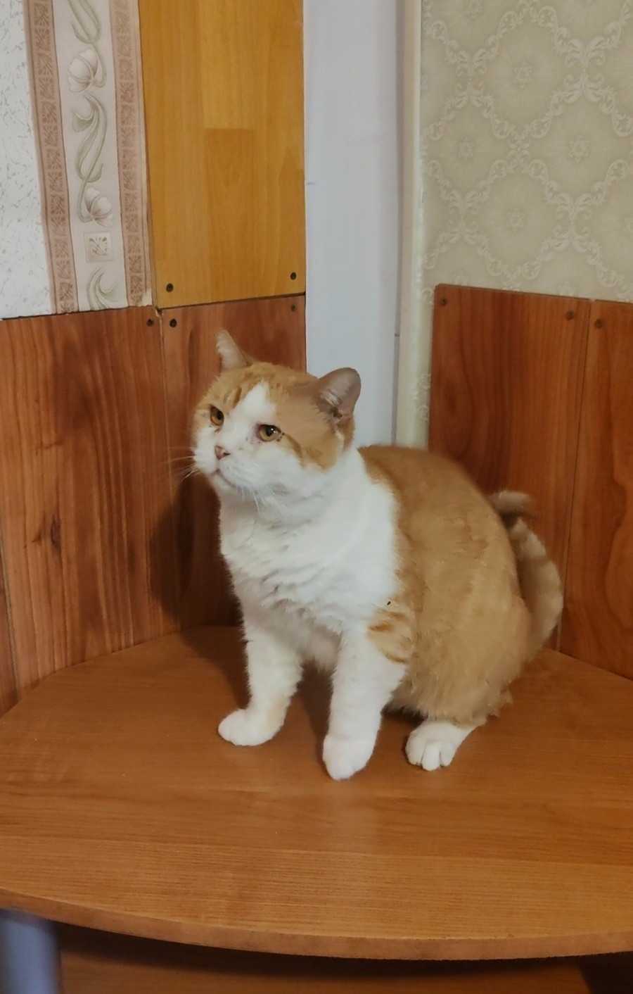 Обаятельный бело-рыжий котик ищет дом