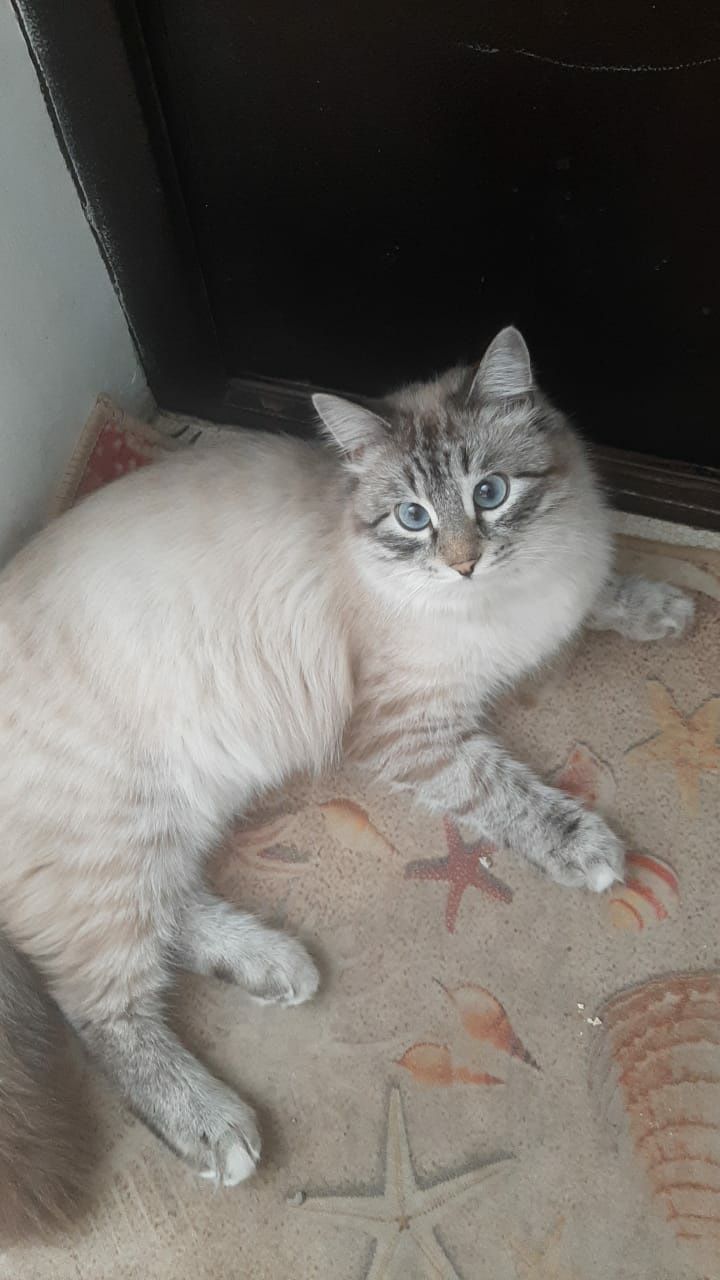 Отдам в хорошие добрые руки
