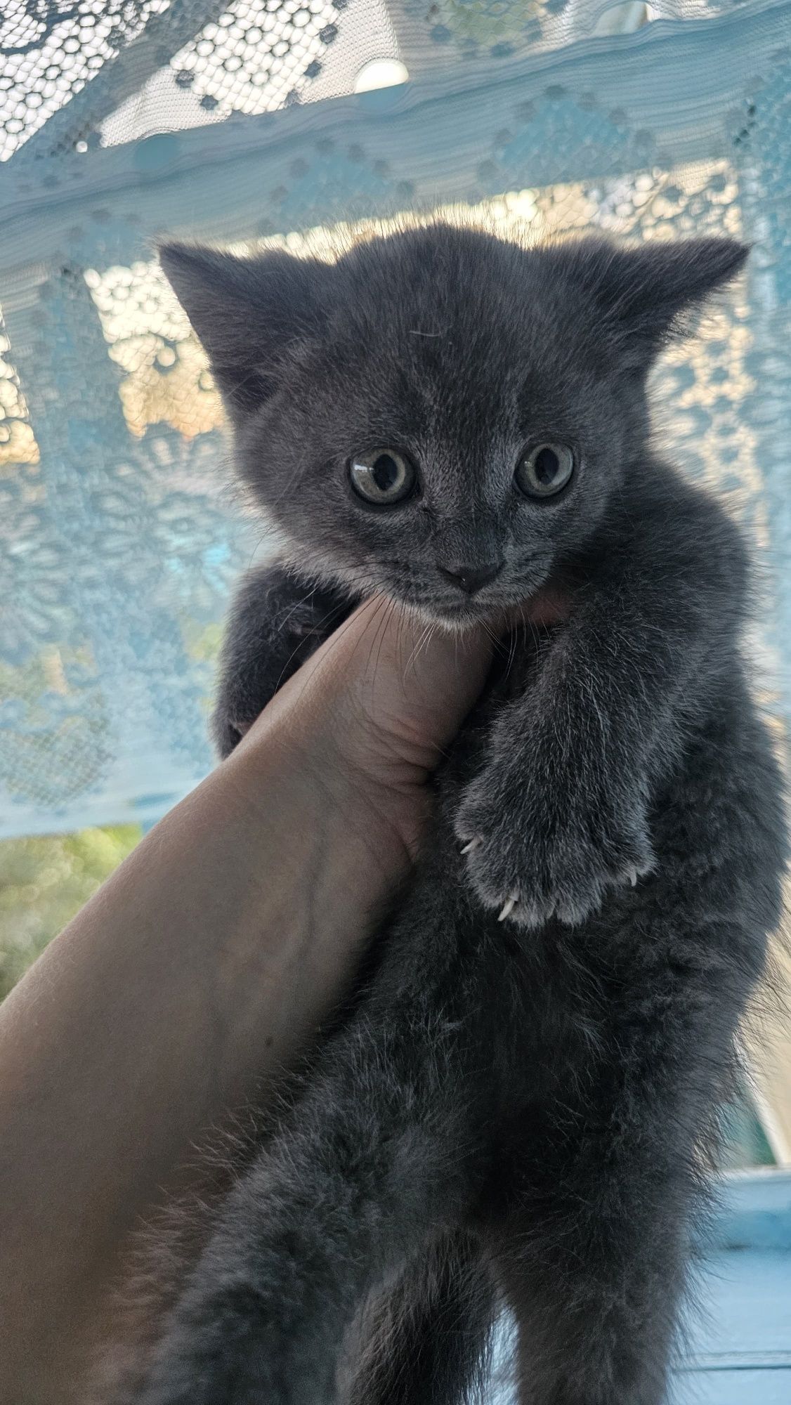 Котята шотландские