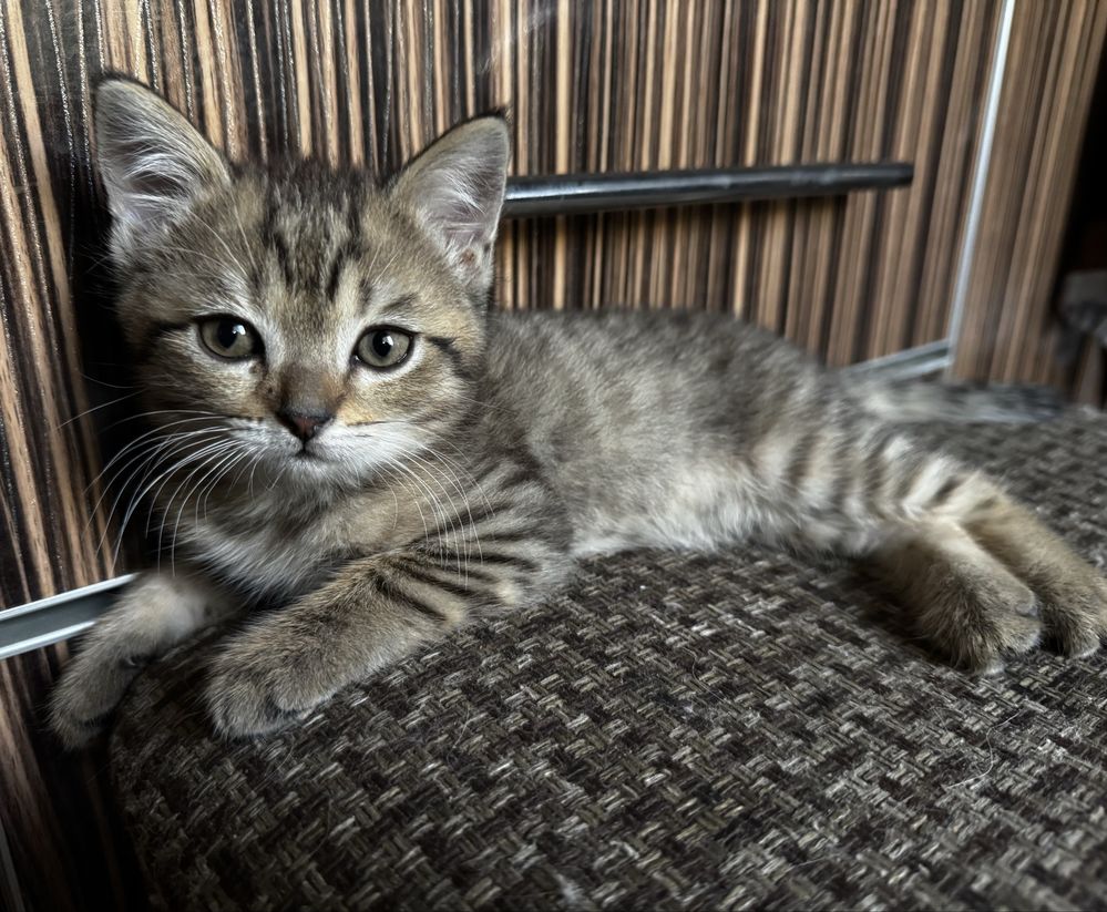 Котята девочки 2 с половинои месяца