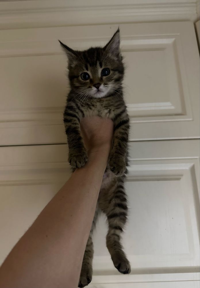 Котенок - девочка Кайя, 2 месяца